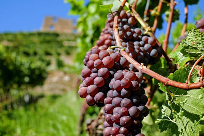 Come aprire una azienda vinicola