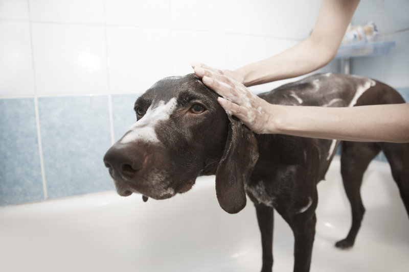 Aprire una toelettatura per cani