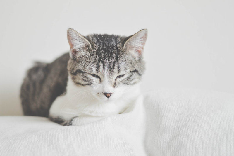 Aprire un gattile
