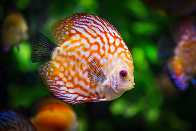 Aprire un negozio di acquari